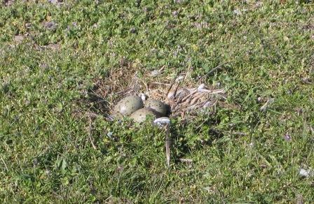 Meeuwen nest01