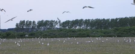 Meeuwen nest03